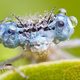 Illustration for article titled 134 Terrifying Close-Ups Of Bugs